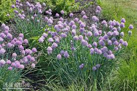 The proper way to keep chives tasting fresh all year long is to freeze them. Chives How To Grow Harvest And Use Chives The Hip Homestead