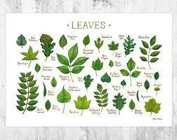 Autumn Leaves Print Leaf Varieties Types Of Leaves Seeds Etsy Leaf Identification Guided Art Leaf Identification Chart