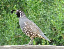 The california quail is a round little bird with a plume on top of it's head which is sort of like a play toy to cats. The California Quail Our State Bird