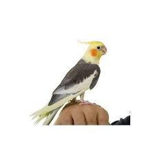 Check spelling or type a new query. Hand Raised Baby Cockatiels For Sale Enfield Produce
