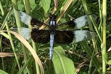 Dragonfly Days