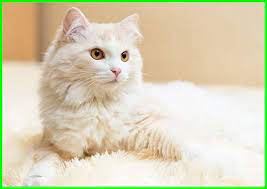 Check spelling or type a new query. 145 Nama Cantik Untuk Kucing Betina Kesayangan Anda Daftarhewan Com