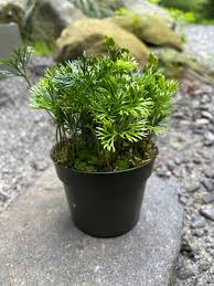 Image result for Elaphoglossum spathulatum