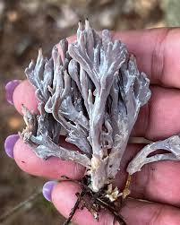 Image result for Clavulina cinerea