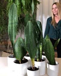 Check spelling or type a new query. 3 399 Me Gusta 177 Comentarios Planterina Planterina En Instagram There Is Something About Whale Fin Snake Plants Sansevieria Plant Snake Plant Plants