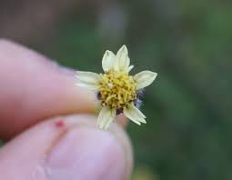 Image result for Tridax