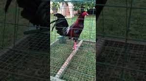 Mayor nene aguilar breeding farm. Rh Dan Grey