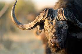 Botswana Okavango Delta Und Zentrale Kalahari L Lodgereise Kleingruppe Afrika Reisen Safari Afrika Sudafrika Namibia Mit Afrikascout