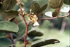 Image result for Piliostigma thonningii