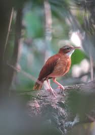 Birds Of Cape Cod Book Furnarius Leucopus Hornero Patiamarillo Pale Legged Hornero Pretty Birds Beautiful Birds Animals