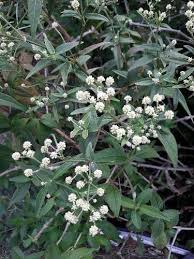 Image result for Alchornea hirtella