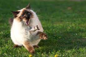Natural Home Remedies For Cat Colds