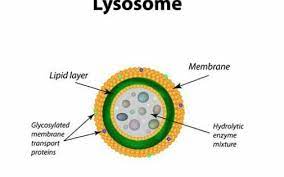 Aas Study Lysosomes In 2021 Science Cells Cells Project Cell Organelles