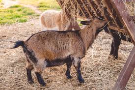 Goats like their food clean, so keep feed off the ground. Are You Feeding Straw Or Hay For Goats Backyard Goats