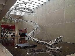 They lived in different times and p. Titanoboa Was A 50 Foot Long 2 000 Pound Giant Prehistoric Snake Prehistoric Prehistoric World Fish Tank