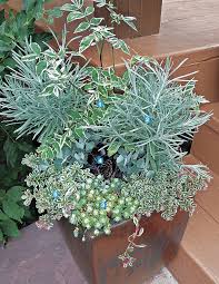 Given staking and tying, podocarpus elongatus types eventually become upright trees, though their foliage mass persists in drooping for some time. Fire And Ice Finegardening