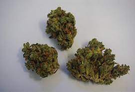 Amnesia Haze Why Colorado Tokers Love This Strain Westword