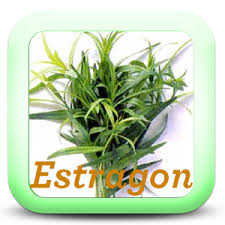 Les Herbes Aromatiques Dans La Cuisine Je Cuisine Mon Potager Herbes Aromatiques Allergie Au Pollen Aromates