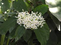 Image result for Ixora laurentii