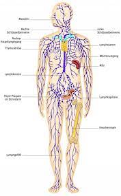 Die aufgabe der lymphatischen organe ist es, die lymphozyten zu bilden, die für die körpereigene abwehr unverzichtbar sind. Die Reinigung Entgiftung Und Anregung Des Lymphsystems Wird Dir In Kurzer Zeit Ein Erstaunliches Wohlbefinden Sch Lymphsystem Lymphatisches System Lymphknoten