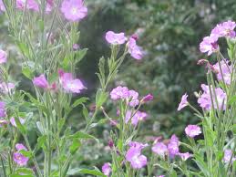 Image result for Epilobium hirsutum