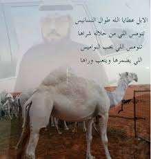قصيدة في الابل اهمية الابل للشعراء الجاهليين في قصيدة احلى حلوات