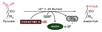 Enzyme Helping In Oxidative Decarboxylation Of Pyruvic Acid Is - Neetlab
