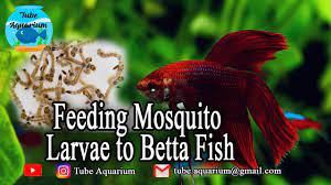 This is a high definition video of a rosetail betta fish eating mosquito larvae in a beautifully planted freshwater tank. Feeding Mosquito Larvae To Betta Fish Youtube