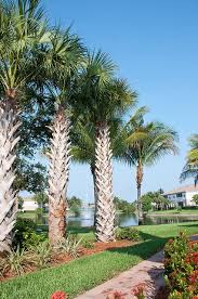 Sable Palmetto Or Cabbage Palm Trees Beach House Landscaping Palm Trees Trees To Plant