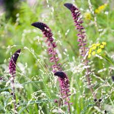 Image result for Lysimachia angustiloba