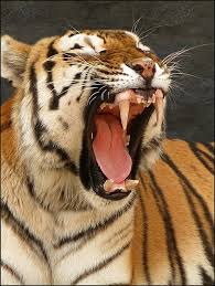 My What Big Teeth You Have Pretty Animals Majestic Animals Animals Beautiful