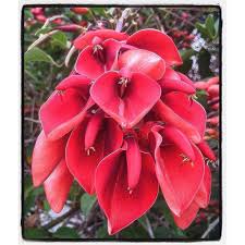 Free stock photo of beautiful flowers, flower tree, red. Tropical Tree Red Flowers In Bloom Reality Seo