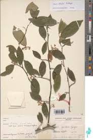 Image result for Grewia schmitzii