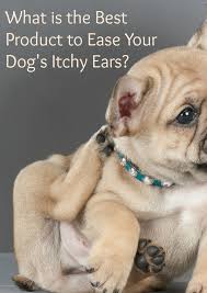If Your Dog Is Shaking His Head A Lot His Ears May Be Bugging Him Check Out These Best Products To Ease Your Dog S Itchy Itchy Dog Ears Itchy Ears