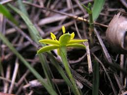 Image result for Hedythyrsus thamnoideus