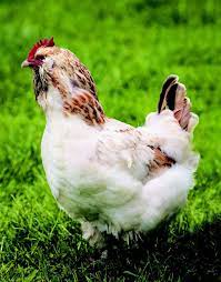 Top 10 Chicken Breeds For Kids Chickens Backyard Best Egg Laying Chickens Chicken Breeds