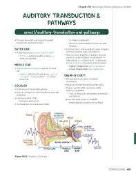 Ear ossicles are vibrated and sound intensifies, then goes to the oval window. Auditory Transduction And Pathways Video Explanation Osmosis