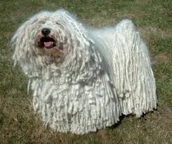 Fehér puli a kiállításokon, képek a fehér pulikról, dog shows gallery white puli. Hungarian Puli Facts And Information Viovet