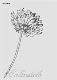 Calendula Flower Tattoo Tattooinspiration Click To See More Birth Flower Tattoos Beautiful Flower Tattoos Flower Tattoos
