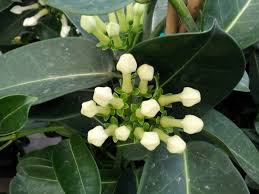 Le specie e le varietà di questo fiore sono infatti numerosissime. Gelsomino Del Madagascar Stephanotis Coltivazione