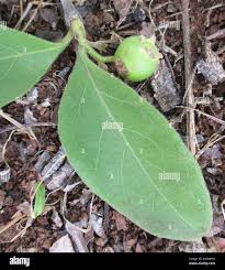 Image result for Vangueria esculenta