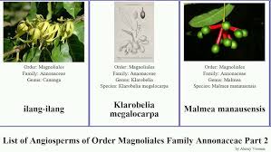 Image result for Monodora grandidieri