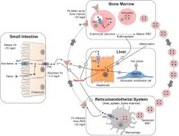 Maybe you would like to learn more about one of these? Iron Transport Proteins Gateways Of Cellular And Systemic Iron Homeostasis Journal Of Biological Chemistry
