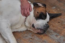 9 Surprising Signs Your Dog Has Suffered A Stroke Dogs N Stuff In 2020 Your Dog Dogs Dog Training Obedience
