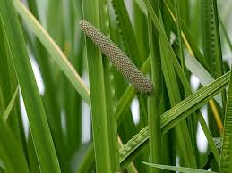 Image result for Culcasia falcifolia