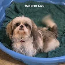 25 cute Shih Tzu puppies for sale in Kearney, Nebraska