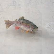Cet Artiste Combine Preoccupations Ecologiques Art Et Illusions D Optique Grace A De Stupefiantes Creations A Mi Chemin Entre Pe Rainbow Trout Trout Instagram
