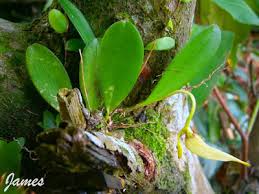Image result for Bulbophyllum prorepens