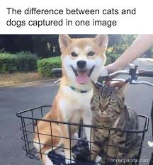 Since doggo memes got 1k views, let's try for that again! 50 Cat Memes Created By People Clearly Living With One Bored Panda
