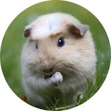 At victorian bird company we have a huge variety of parrots for sale. Guinea Pigs Australia Home
